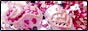 �l�C���A�[�g�p���C���X�g�[�����X